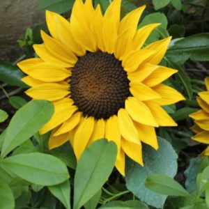 Online Easy Paste Flowers Workshop – Sunflower by Instructor Anand Kumar